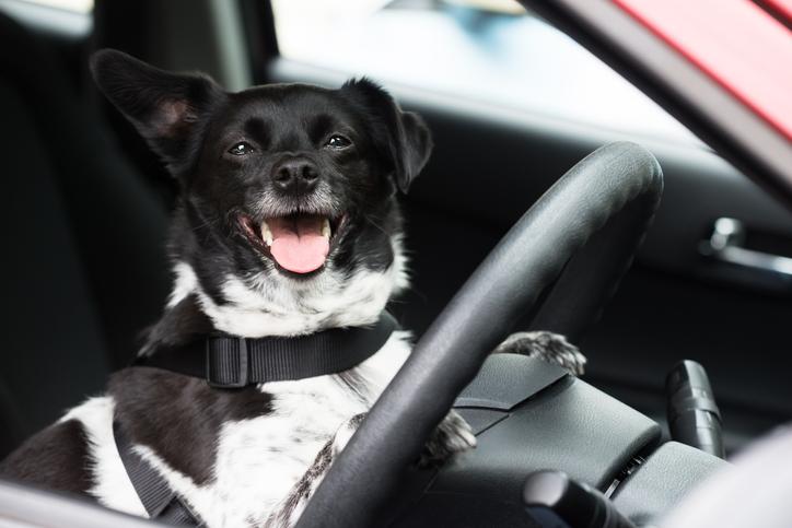 Close-up Of A Dog Sitting Inside Car.